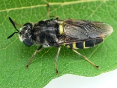 Stratiomys normula