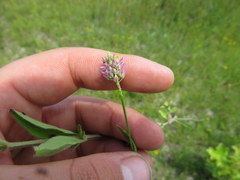 Polygala mariana