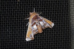 Eutelia pulcherrimus