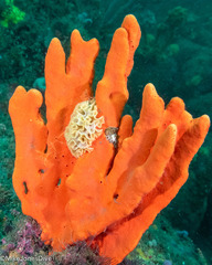 Echinoclathria leporina