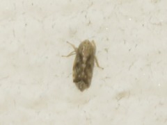 Errastunus ocellaris