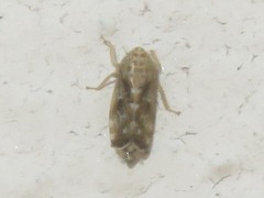 Errastunus ocellaris