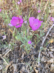 Clarkia dudleyana