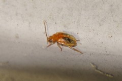 Prionocyphon limbatus