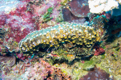 Polyandrocarpa polypora