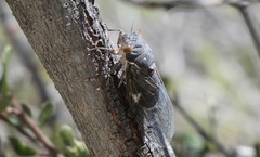 Hadoa chiricahua