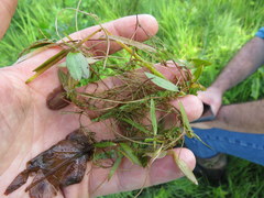 Potamogeton diversifolius