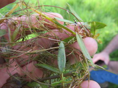 Potamogeton diversifolius