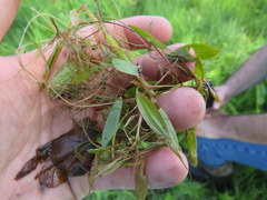Potamogeton diversifolius