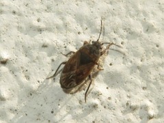 Trapezonotus arenarius