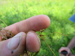 Potamogeton diversifolius