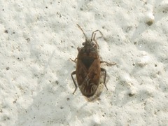 Trapezonotus arenarius