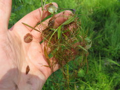 Potamogeton diversifolius