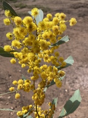 Acacia bancroftiorum