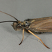 Sericostomatidae - Photo (c) Janet Graham, algunos derechos reservados (CC BY)