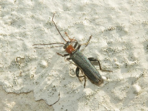 Oedemera croceicollis, Voorschoten, Nederland, photo 9 of 10