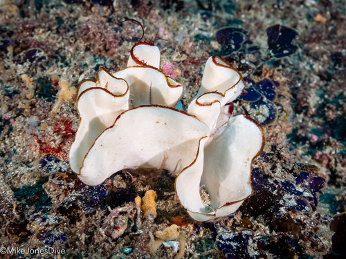Teichonopsis labyrinthica
