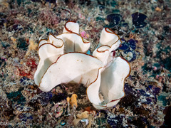 Teichonopsis labyrinthica