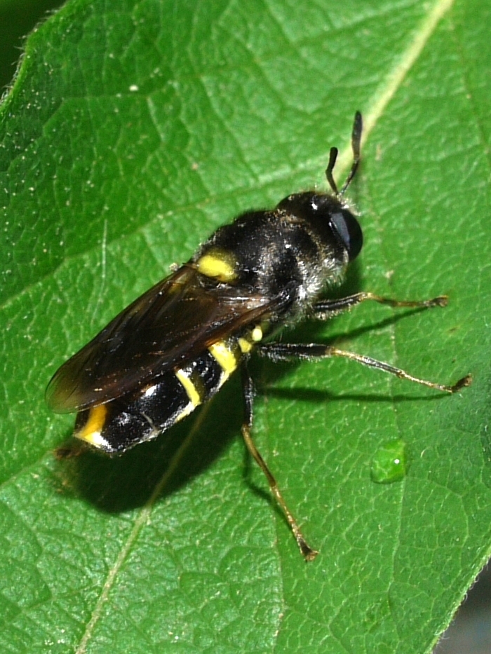 Stratiomys normula