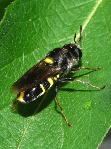 Stratiomys normula