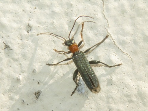 Oedemera croceicollis, Voorschoten, Nederland, photo 10 of 10