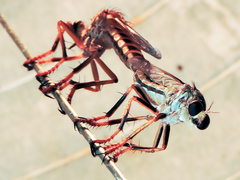 Dicranus jaliscoensis
