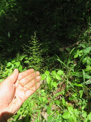 Dichanthelium polyanthes