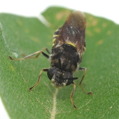 Stratiomys normula