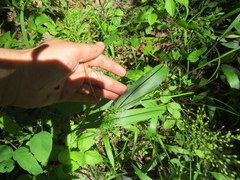 Dichanthelium polyanthes