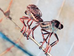 Dicranus jaliscoensis
