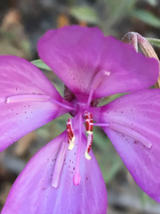 Clarkia dudleyana
