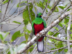 Pharomachrus antisianus