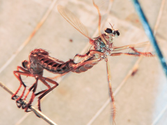 Dicranus jaliscoensis