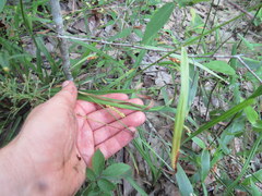 Carex pigra