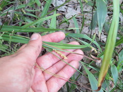 Carex pigra