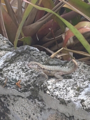Leiocephalus carinatus