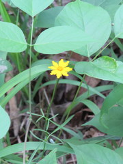 Coreopsis debilis