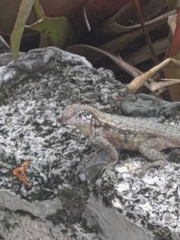 Leiocephalus carinatus