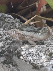 Leiocephalus carinatus