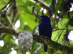 Diglossa indigotica
