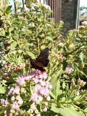 Metardaris cosinga