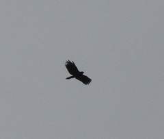 Buteogallus anthracinus
