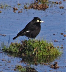 Hymenops perspicillatus