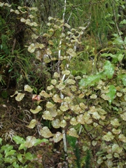 Nothofagus truncata
