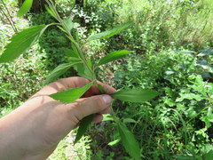 Eupatorium semiserratum