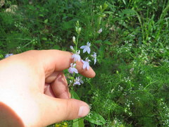 Lobelia appendiculata