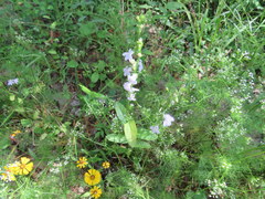 Lobelia appendiculata
