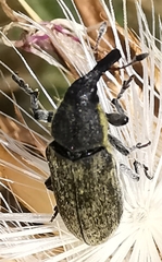 Lixus ulcerosus