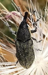 Lixus ulcerosus