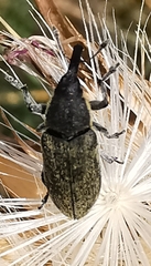 Lixus ulcerosus